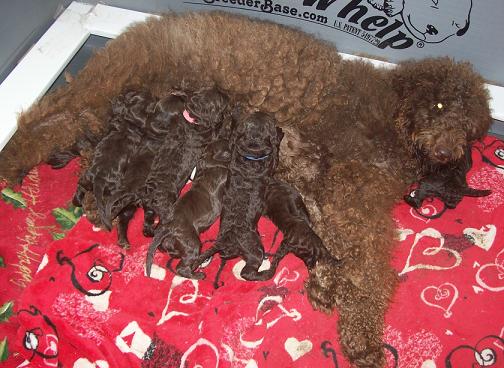 A brown poodle lying on a red heart-patterned blanket with a litter of newborn puppies.