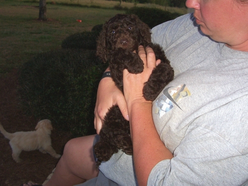 A person holding a small, brown, curly-haired puppy, with a light-colored puppy walking on the ground nearby.