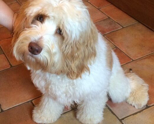 A cream and white curly-haired dog sitting on a tiled floor.