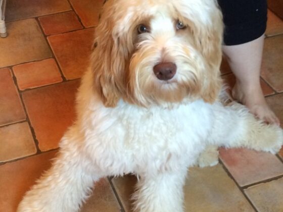 A fluffy cream and tan goldendoodle sits on a tiled floor next to a person’s legs.