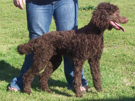 A brown standard poodle standing on grass beside a person in blue jeans.