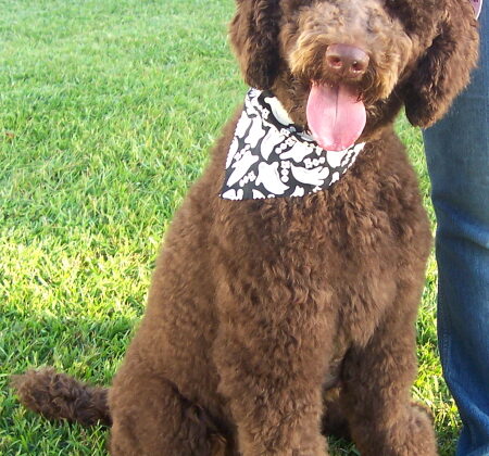 A brown curly-haired dog wearing a ghost-patterned bandana sits on a grassy lawn next to a person.