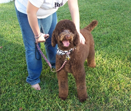 A person holding the leash of a brown poodle wearing a patterned bandana on a grassy lawn.