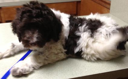 A small, fluffy brown and white puppy lying on an examination table.