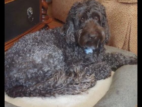 A dark brown curly-haired dog lying on a rectangular dog bed.